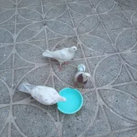 س طوق کبوتر|پرنده|قرچک, ولی آباد|دیوار