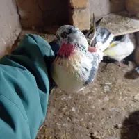 کفتر پرشی|پرنده|قیدار, |دیوار