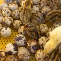 جوجه بلدرچین دوره