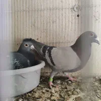 پرنده کفتر