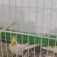 یک جفت عروس هلندی با جوجه نرم خور