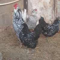 جوجه گلین، برهما لایت و ویاندوت|حیوانات مزرعه|خمینی‌شهر, |دیوار