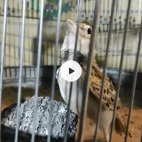 سهره قناری دو عدد بی‌نظیر کس ندار درجه یک به شرط
