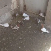 ماده سینه بهبونی|پرنده|شیراز, شهرک سعدی|دیوار