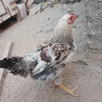 ۳عدد خروس جوان