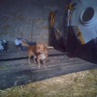 سگ پاکوتا بفروش میرسد نر زرنگ|سگ|دلند, |دیوار