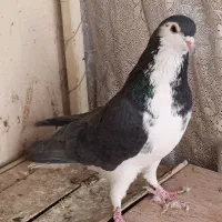 کبوتر دمگیر بدرنگ طوقی شیرازی