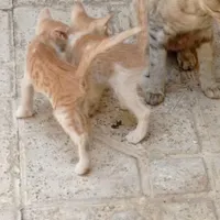 سه عدد گربه برای واگزاری