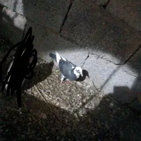 کفتر یک میلیون