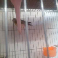 قناری ماده تقریبا اماده کشیده ودرشت کاملاسلامت|پرنده|تهران, توحید|دیوار