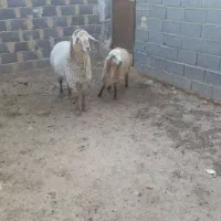 بره تخمی|حیوانات مزرعه|شیروان (خراسان), |دیوار