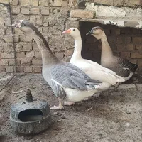 غاز سفید ماده به همراه دوتا غوغاز