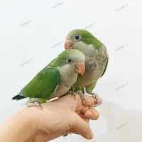 پرندگان زینتی رام اهلی سخنگو در همه سنین