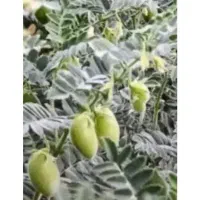 نیروی کارگردارم برای چیدن نخود دارم