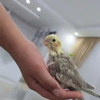 جوجه عروس هلندی