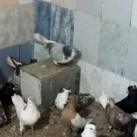 کبوتر جفت گاه|پرنده|مشهد, شهید بهشتی|دیوار