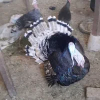 مرغ
