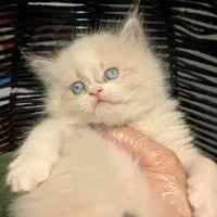 دهکده گربه های اشرافی (پرشین بریتیش اسکاتیش)|گربه|تهران, پونک|دیوار