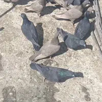 کبوتر یا کفتر
