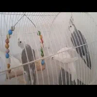 دوجفت نروماده الببنو و تعدادی فنج بالغ ونروماده|پرنده|شهرضا, |دیوار