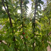 فروش باغچه خان زنیان دهنو قلندری|فروش زمین و ملک کلنگی|ارژن, |دیوار