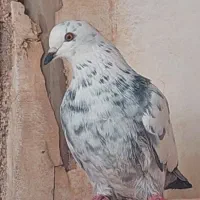 کبوتر پرشی بازی دار