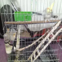 پرنده|پرنده|چمستان, |دیوار