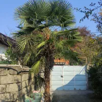 فروش درخت پالم واشنگتن