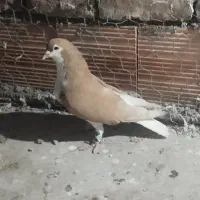 کفتر