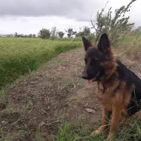 گمشده|سگ|فریدونکنار, |دیوار