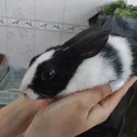 خرگوش دوماهه نر