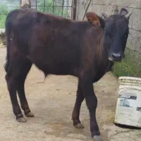 گاو نر ورزا چالوسی