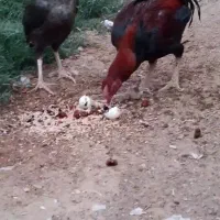 خروس و مرغ لاری