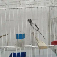 قناری بلند،سرخ برفکی هلندی،سوخته سرخ