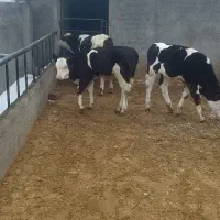 گوساله نر سیمینتال