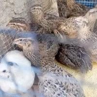 دو عدد بلدرچین بالغ