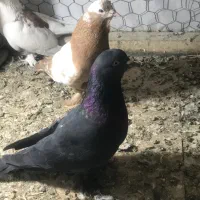 قره سسلی نر