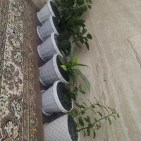 گل طبیعی