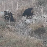 ۲۰ بز دورگه اصلی ابستن|حیوانات مزرعه|لالی, |دیوار