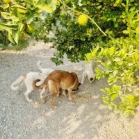 توله سگ ۶ ماهه|سگ|بندرعباس, |دیوار