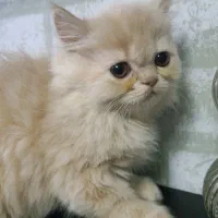 پیشی با نژاد قوی