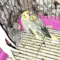 عروس هلندی