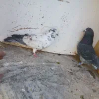 کفتر پرشی|پرنده|آران و بیدگل, |دیوار