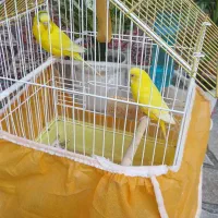 یه جفت مرغ عشق