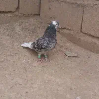 سورپلنگ نر عروسک