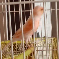 قناری دوعدد نر بخون|پرنده|فولادشهر, مسکن مهر فولادشهر|دیوار