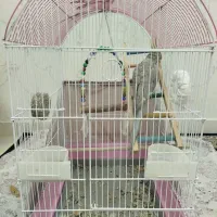 عروس هلندی