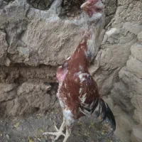 خروس لاری|حیوانات مزرعه|سروآباد, |دیوار