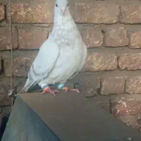 ساده افشون سوسکی بزک