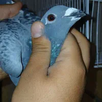 کفتر المانی مسافتی  آردن